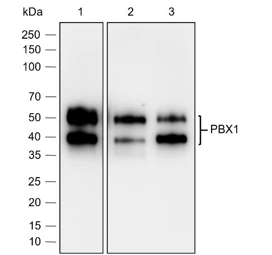 Anti-Human/Rat/Mouse PBX1 Antibody [A777] - ABMIUM