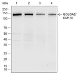 Anti-Human/Mouse GOLGA2/GM130 Antibody [A770] - ABMIUM