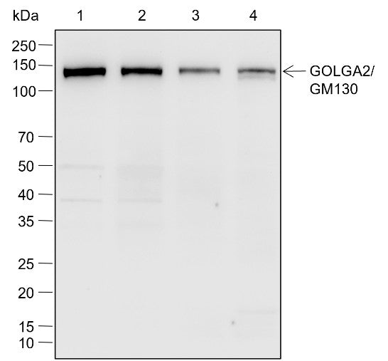 Anti-Human/Mouse GOLGA2/GM130 Antibody [A770] - ABMIUM