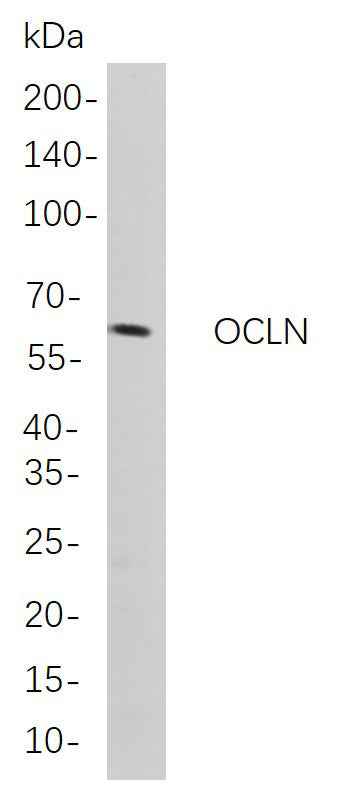 Anti-Human/Mouse/Rat OCLN Antibody [B831]