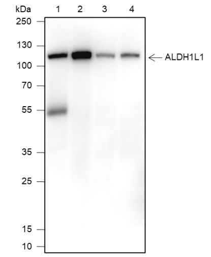 Anti-Human/Rat/Mouse ALDH1L1 Antibody [A124] - ABMIUM
