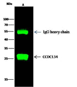 Anti-Human CCDC134 Antibody [B184]