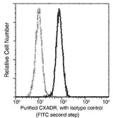 Anti-Human CXADR Antibody [B125]