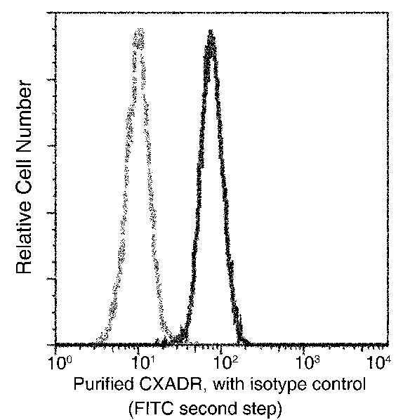 Anti-Human CXADR Antibody [B125] - ABMIUM