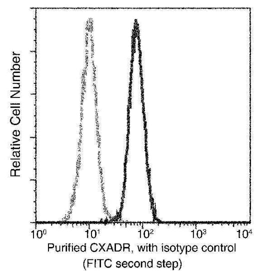 Anti-Human CXADR Antibody [B125] - ABMIUM