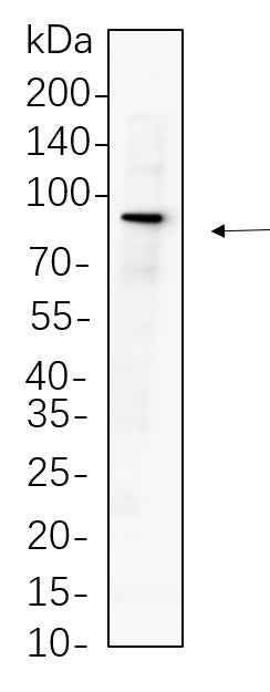 Anti-Human/Mouse/Rat Mitofusin-2 Antibody [B1113] - ABMIUM