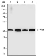 Anti-Human/Rat/Mouse APE1 Antibody [A503]