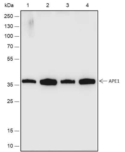 Anti-Human/Rat/Mouse APE1 Antibody [A503]