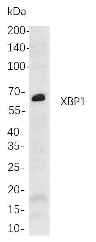 Anti-Human/Mouse/Rat XBP1 Antibody [B757] - ABMIUM