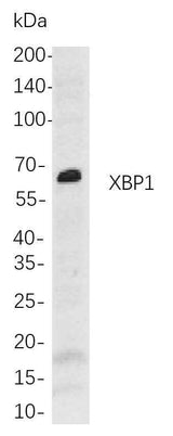 Anti-Human/Mouse/Rat XBP1 Antibody [B757]