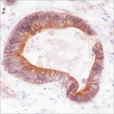 Anti-Human/Rat/Mouse FGFR2 Antibody [A221]