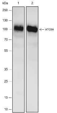 Anti-Human ATG9A Antibody [A507] - ABMIUM