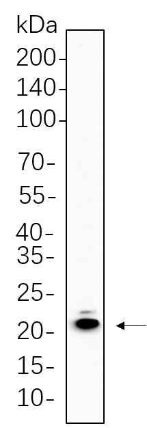 Anti-Human/Mouse/Rat MYL9 Antibody [B639] - ABMIUM