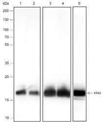 Anti-Human/Rat/Mouse KRAS Antibody [A282]