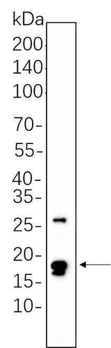 Anti-Human/Mouse/Rat Cleaved Caspase-3 Antibody [B1126]