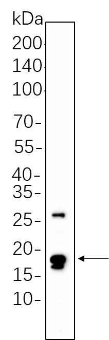 Anti-Human/Mouse/Rat Cleaved Caspase-3 Antibody [B1126] - ABMIUM