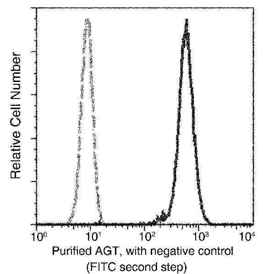 Anti-Human AGT Antibody [B131] - ABMIUM