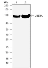 Anti-Human UBE3A Antibody [A758]