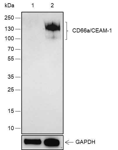 Anti-Human CEACAM1 Antibody [A113] - ABMIUM
