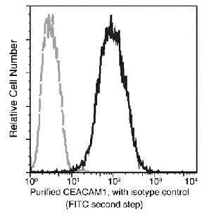 Anti-Human CEACAM1 Antibody [B126] - ABMIUM