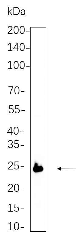 Anti-Human/Mouse/Rat eIF4E Antibody [B607] - ABMIUM