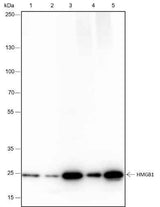 Anti-Human/Rat/Mouse HMGB1 Antibody [A253]