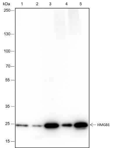 Anti-Human/Rat/Mouse HMGB1 Antibody [A253]