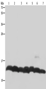 Anti-Human/Mouse/Rat Histone H4 Antibody - ABMIUM
