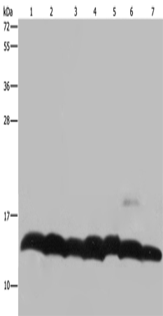 Anti-Human/Mouse/Rat Histone H4 Antibody - ABMIUM