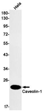 Western blot detection of Caveolin-1 in Hela cell lysates using Caveolin-1 Rabbit mAb(1:1000 diluted).Predicted band size:20kDa.Observed band size:20kDa.