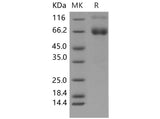 > 95 % as determined by reducing SDS-PAGE.