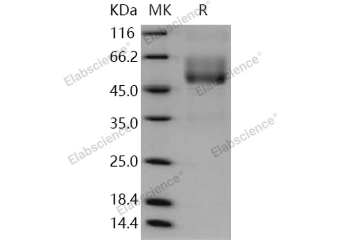 > 90 % as determined by reducing SDS-PAGE.