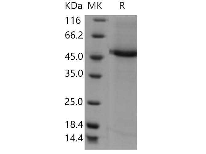 > 92 % as determined by reducing SDS-PAGE.