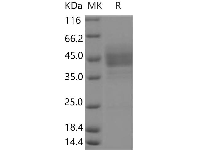 > 85 % as determined by reducing SDS-PAGE.