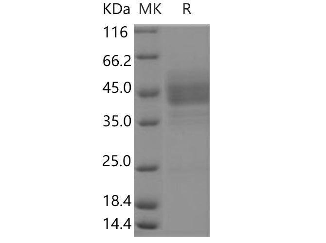 > 85 % as determined by reducing SDS-PAGE.