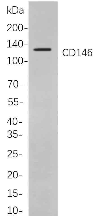 Anti-Human/Mouse/Rat CD146 Antibody [B821] - ABMIUM