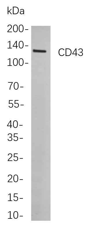 Anti-Human CD43 Antibody [B791] - ABMIUM