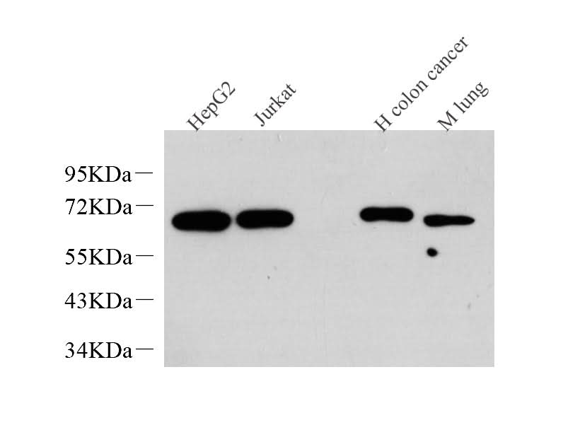 Western Blot analysis of various samples using c-Fos Monoclonal Antibody at dilution of 1:1000.
