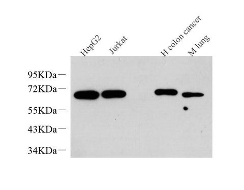 Western Blot analysis of various samples using c-Fos Monoclonal Antibody at dilution of 1:1000.