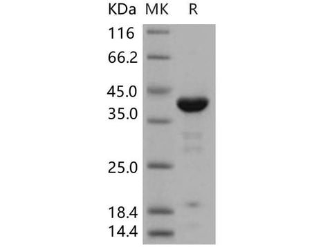 > 88 % as determined by reducing SDS-PAGE.