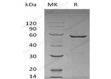 > 90 % as determined by reducing SDS-PAGE.