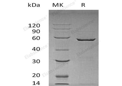 > 90 % as determined by reducing SDS-PAGE.