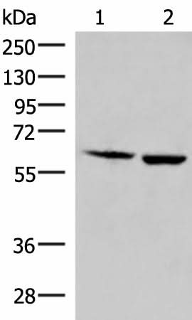 Western blot analysis of Juakat and K562 cell lysates using JRKL Polyclonal Antibody at dilution of 1:800