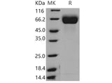 > 97 % as determined by reducing SDS-PAGE.