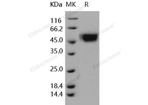 > 98 % as determined by reducing SDS-PAGE.
