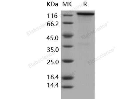 > 85 % as determined by reducing SDS-PAGE.