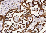 Anti-Human PNP Antibody [B340]