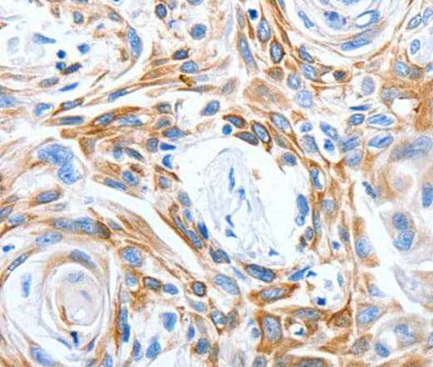 Anti-Human LRIG3 Antibody