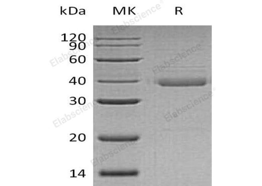 > 95 % as determined by reducing SDS-PAGE.
