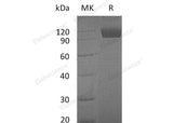 > 95 % as determined by reducing SDS-PAGE.